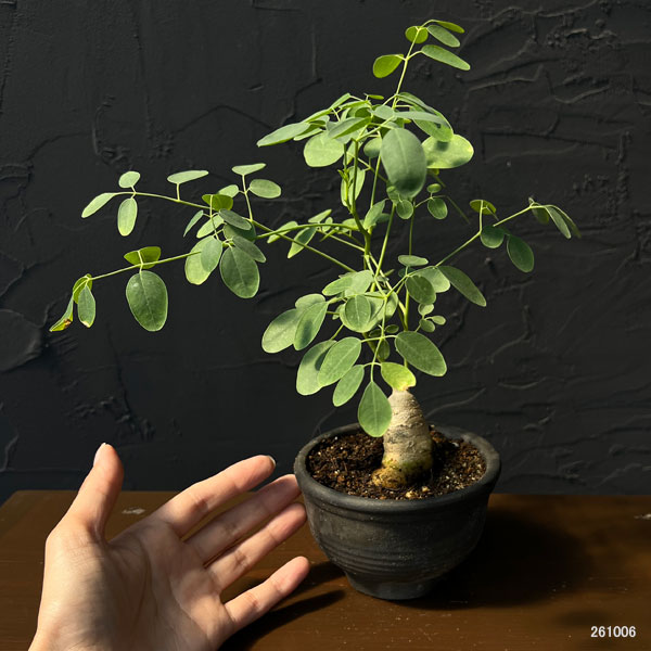 モリンガ:オバリフォリア(実生苗)3.5号鉢植え