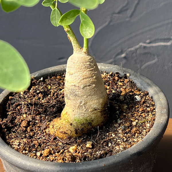 モリンガ:オバリフォリア(実生苗)3.5号鉢植え