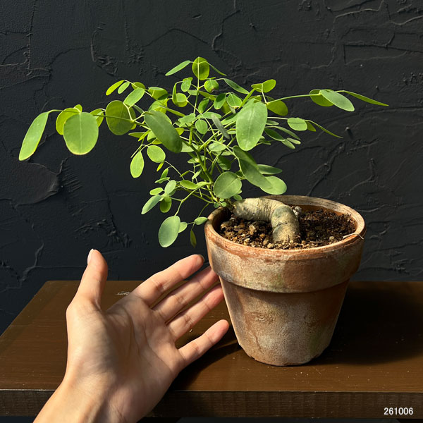 モリンガ:オバリフォリア(実生苗)4号鉢植え