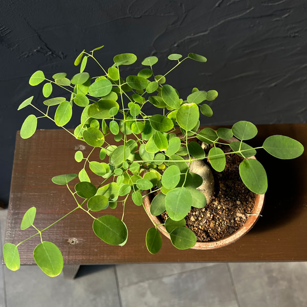 モリンガ:オバリフォリア(実生苗)4号鉢植え