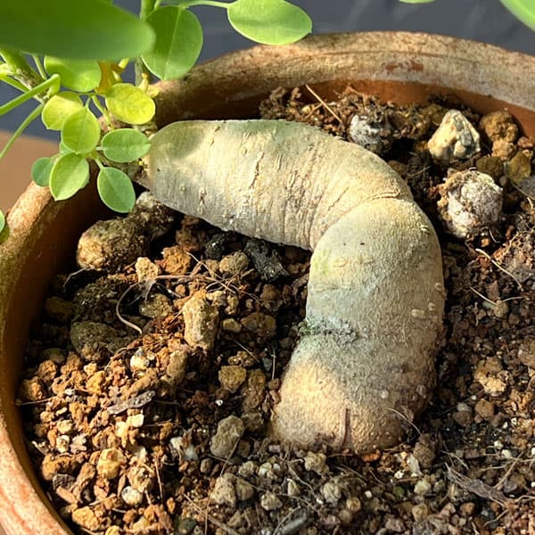 モリンガ:オバリフォリア(実生苗)4号鉢植え