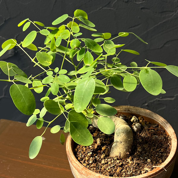 モリンガ:オバリフォリア(実生苗)4号鉢植え