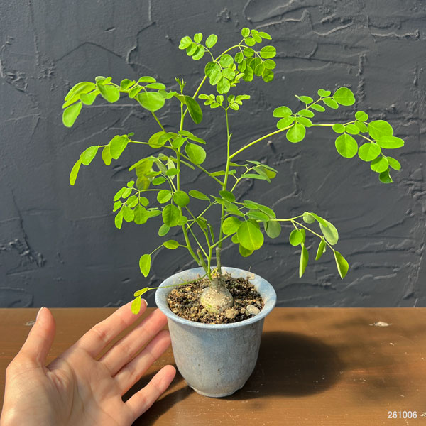 モリンガ：オレイフェラ（わさびの木・マルンガイ）塊根仕立て・実生苗　2.5号鉢植え