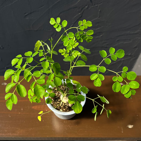 モリンガ：オレイフェラ（わさびの木・マルンガイ）塊根仕立て・実生苗　2.5号鉢植え