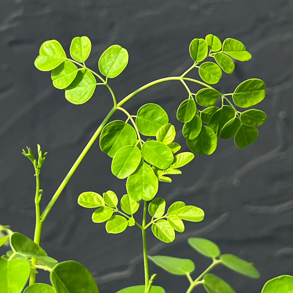 モリンガ：オレイフェラ（わさびの木・マルンガイ）塊根仕立て・実生苗　2.5号鉢植え