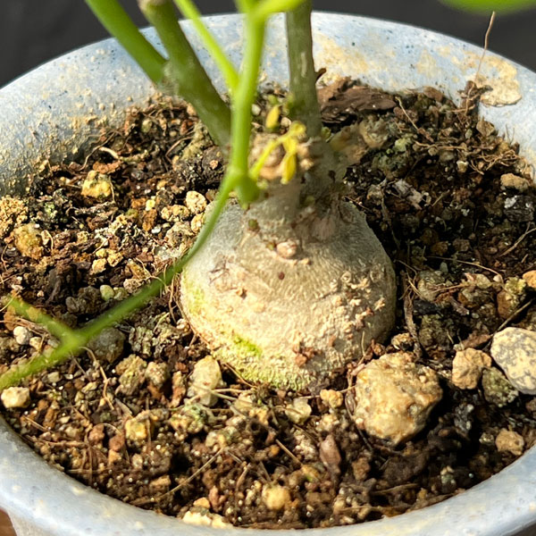モリンガ：オレイフェラ（わさびの木・マルンガイ）塊根仕立て・実生苗　2.5号鉢植え