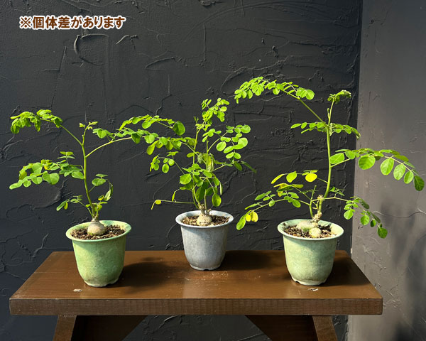 モリンガ：オレイフェラ（わさびの木・マルンガイ）塊根仕立て・実生苗　2.5号鉢植え