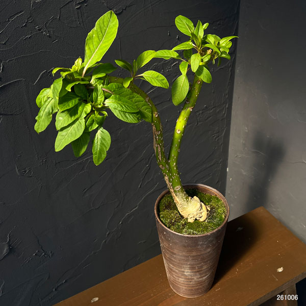 オンブー(フィトラッカ・ディオイカ)綴化・実生苗 4号鉢植え