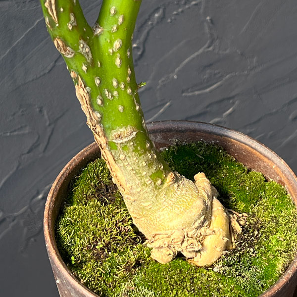 オンブー(フィトラッカ・ディオイカ)綴化・実生苗 4号鉢植え