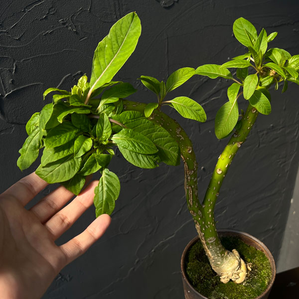 オンブー(フィトラッカ・ディオイカ)綴化・実生苗 4号鉢植え
