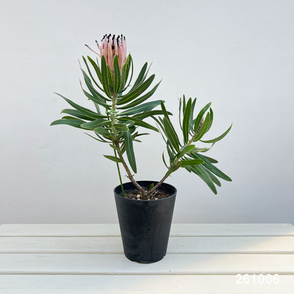 プロテア:ピンクミンク(ミンクピンク) 5号鉢植え