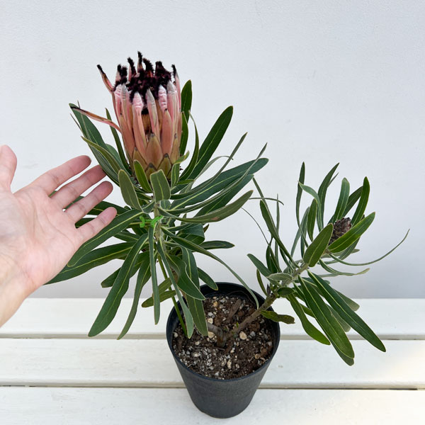 プロテア:ピンクミンク(ミンクピンク) 5号鉢植え