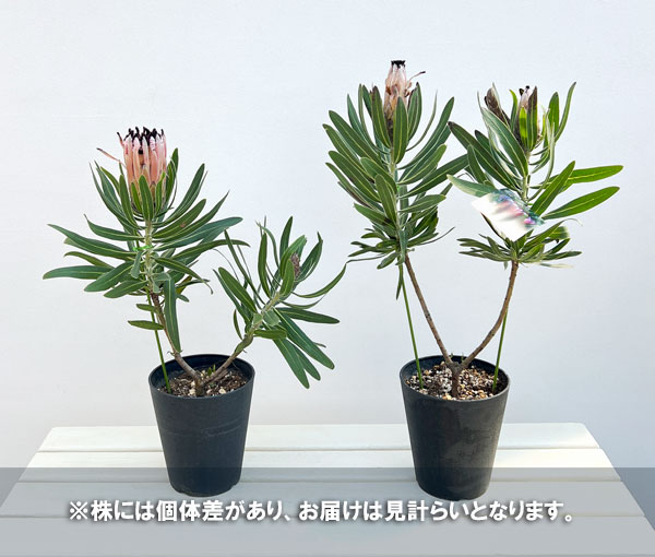 プロテア:ピンクミンク(ミンクピンク) 5号鉢植え