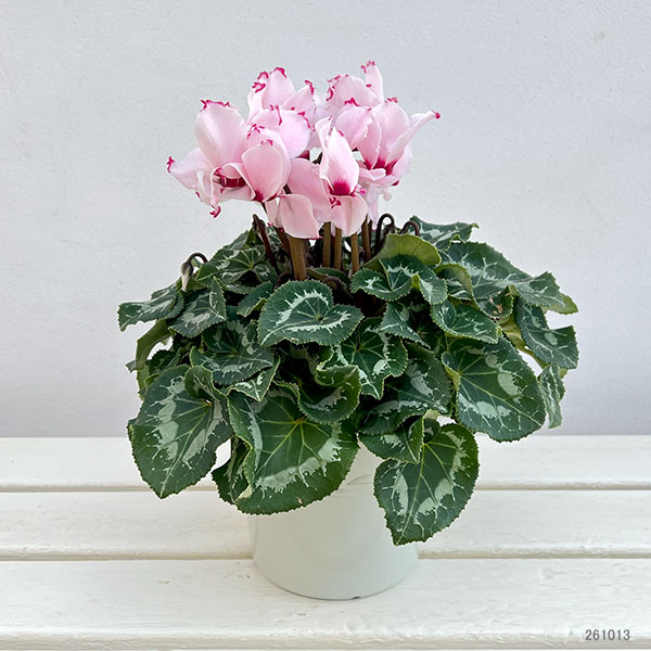 シクラメン:ラティニア アブソリュ サブリマ5号鉢植え