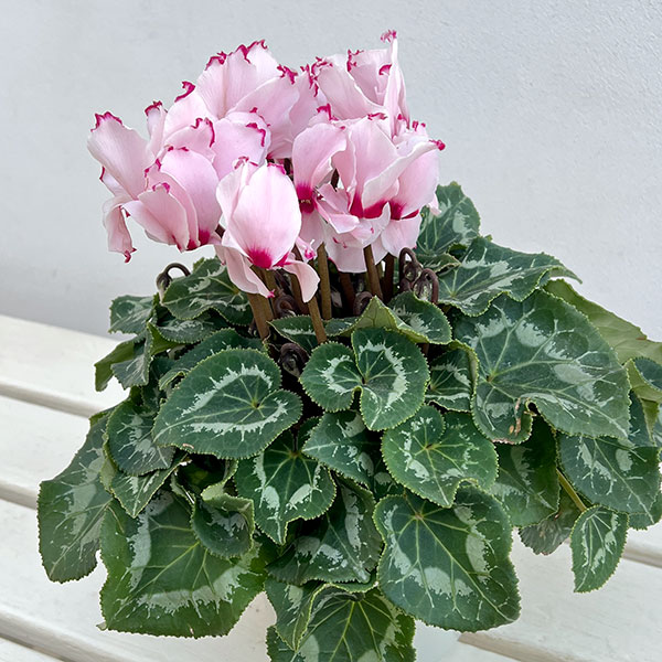 シクラメン:ラティニア アブソリュ サブリマ5号鉢植え