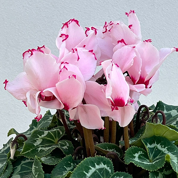 シクラメン:ラティニア アブソリュ サブリマ5号鉢植え
