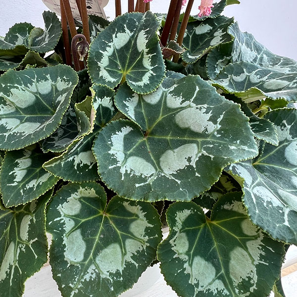 シクラメン:ラティニア アブソリュ サブリマ5号鉢植え