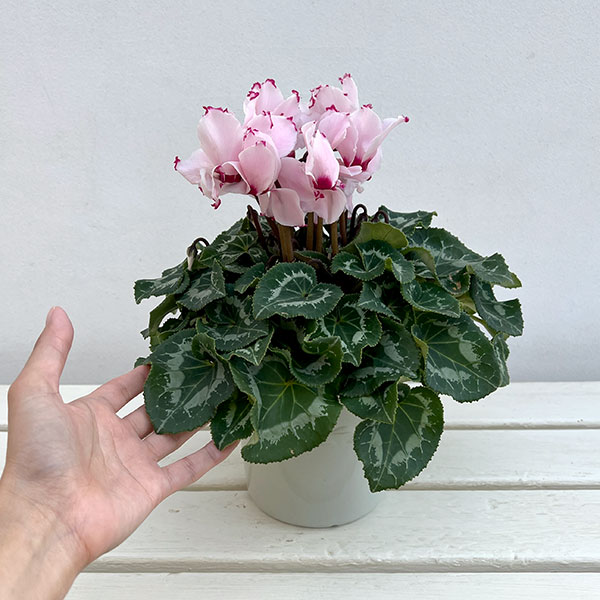 シクラメン:ラティニア アブソリュ サブリマ5号鉢植え