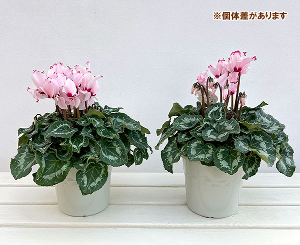 シクラメン:ラティニア アブソリュ サブリマ5号鉢植え