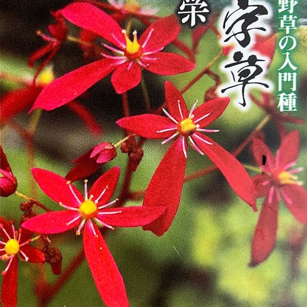 ダイモンジソウ(大文字草):光栄3号ポット