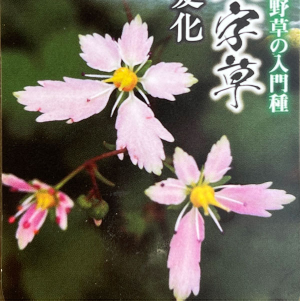 ダイモンジソウ(大文字草):七変化3号ポット