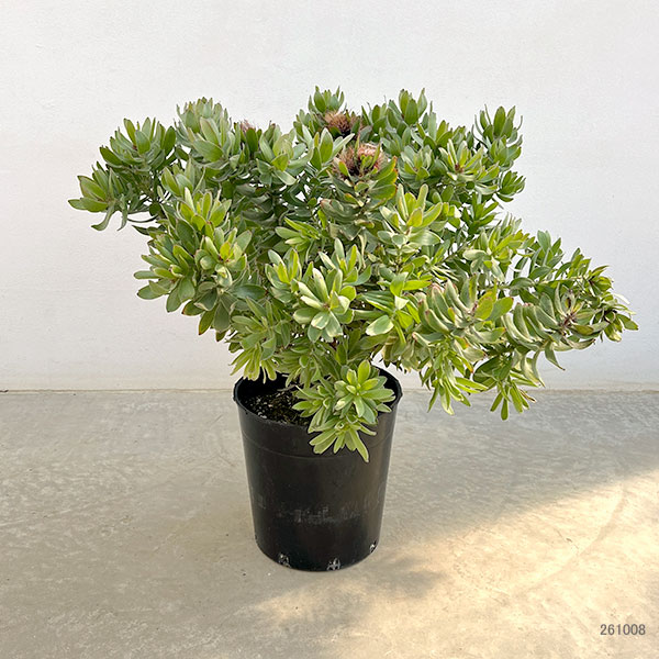 園芸ネット本店｜リューコスペルマム：カリプソレッド 7号鉢植え26-01