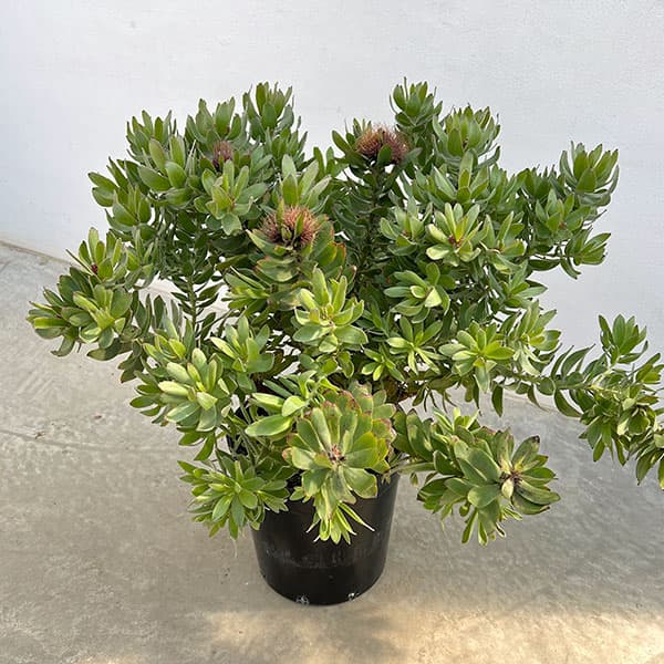 園芸ネット本店｜リューコスペルマム：カリプソレッド 7号鉢植え26-01