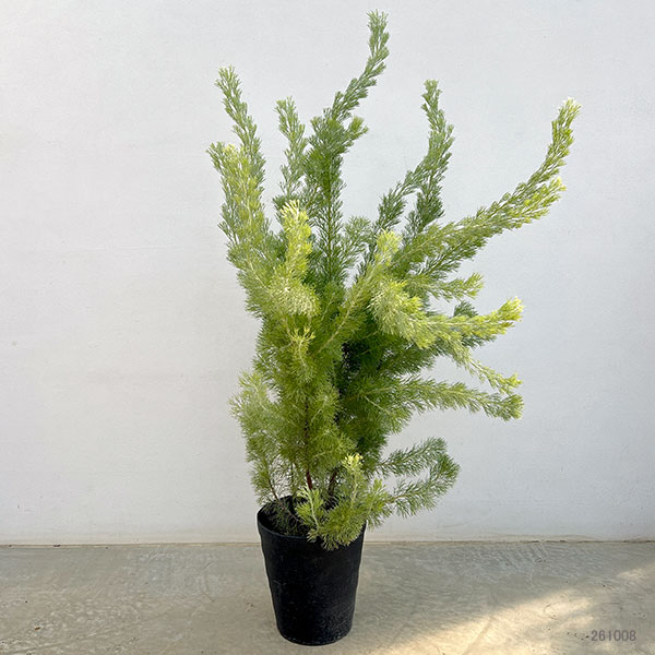 アデナントス:セリセウス(ウーリーブッシュ)7号鉢植え