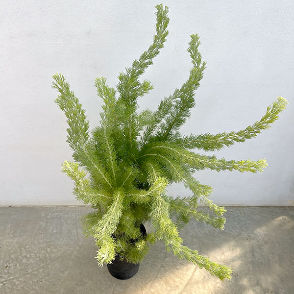 アデナントス:セリセウス(ウーリーブッシュ)7号鉢植え
