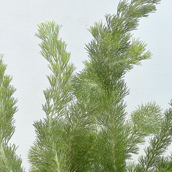 アデナントス:セリセウス(ウーリーブッシュ)7号鉢植え