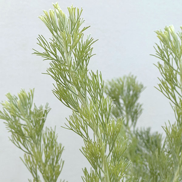 アデナントス:セリセウス(ウーリーブッシュ)7号鉢植え