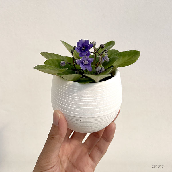 ミニセントポーリア:ブルーサンダー 2.5号鉢植え