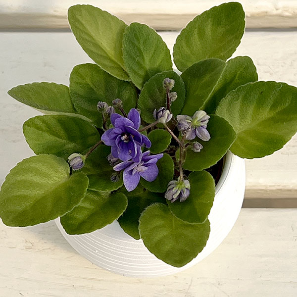 ミニセントポーリア:ブルーサンダー 2.5号鉢植え