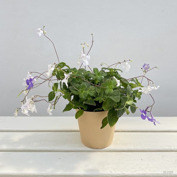 ストレプトカーパス:サクソルム(2色植え)4号鉢植え