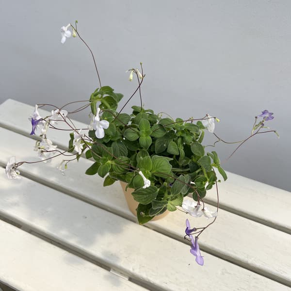 ストレプトカーパス:サクソルム(2色植え)4号鉢植え