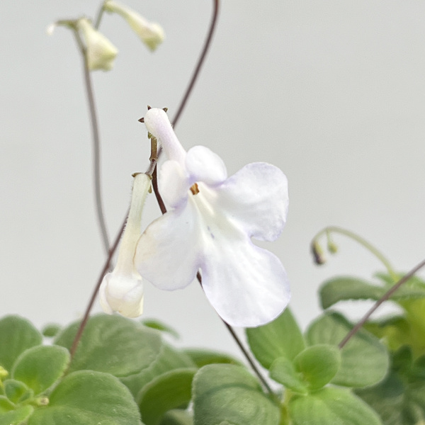 ストレプトカーパス:サクソルム(2色植え)4号鉢植え