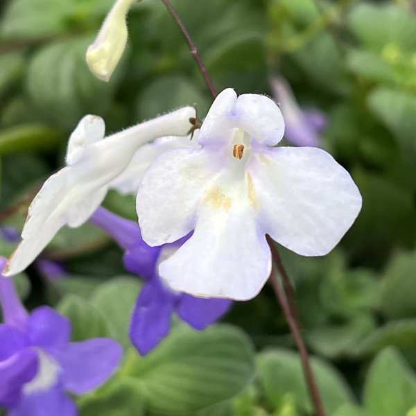 ストレプトカーパス:サクソルム(2色植え)4号鉢植え