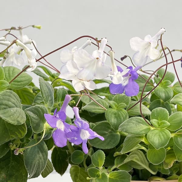 ストレプトカーパス:サクソルム(2色植え)4号鉢植え