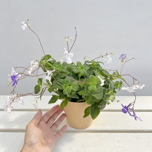 ストレプトカーパス:サクソルム(2色植え)4号鉢植え
