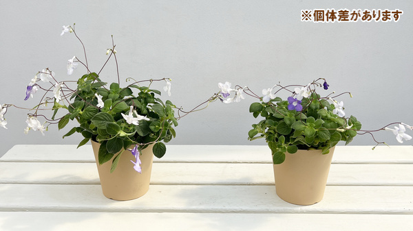 ストレプトカーパス:サクソルム(2色植え)4号鉢植え
