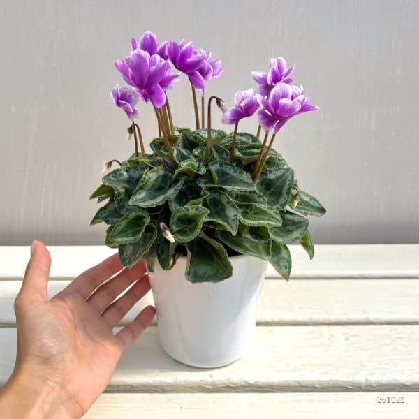 シクラメン：サファイア　ブルー4号鉢植え