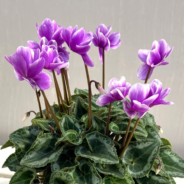 シクラメン：サファイア　ブルー4号鉢植え