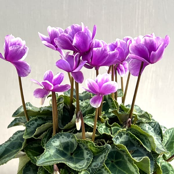 シクラメン：サファイア　ブルー4号鉢植え