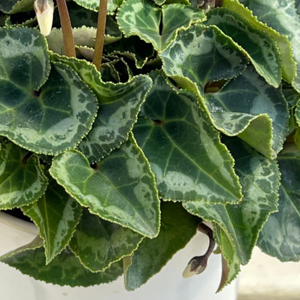 シクラメン：サファイア　ブルー4号鉢植え