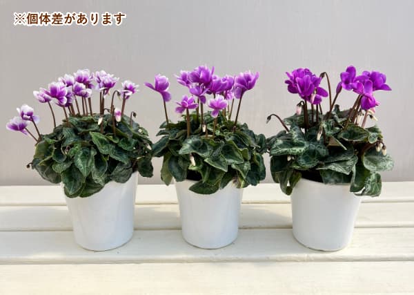 シクラメン：サファイア　ブルー4号鉢植え