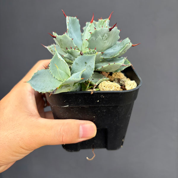 アガベ:イシスメンシス兜蟹(カブトガニ) 3号鉢植え