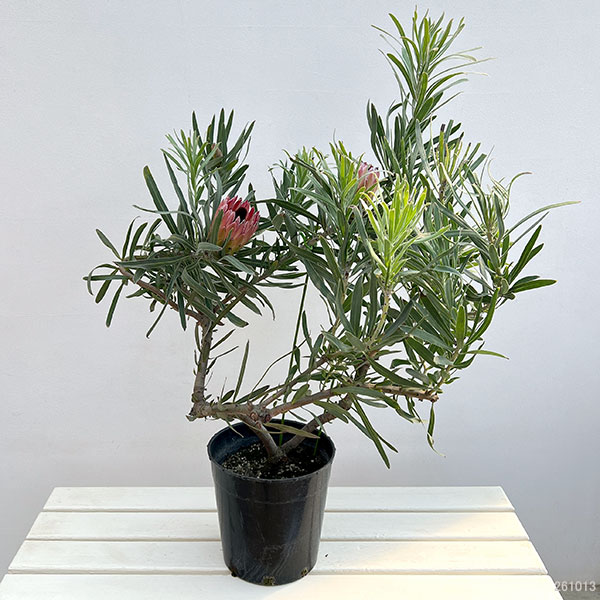 プロテア：ピクシー　7号鉢植え26-01