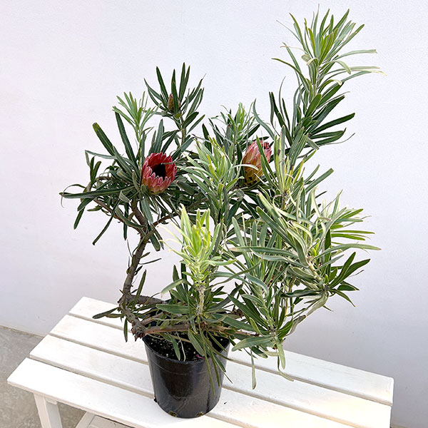 プロテア：ピクシー　7号鉢植え26-01