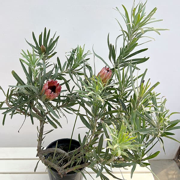 プロテア：ピクシー　7号鉢植え26-01