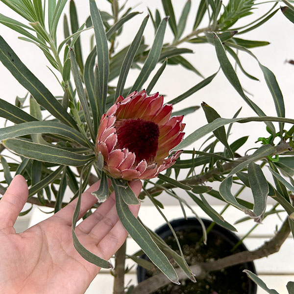 プロテア：ピクシー　7号鉢植え26-01